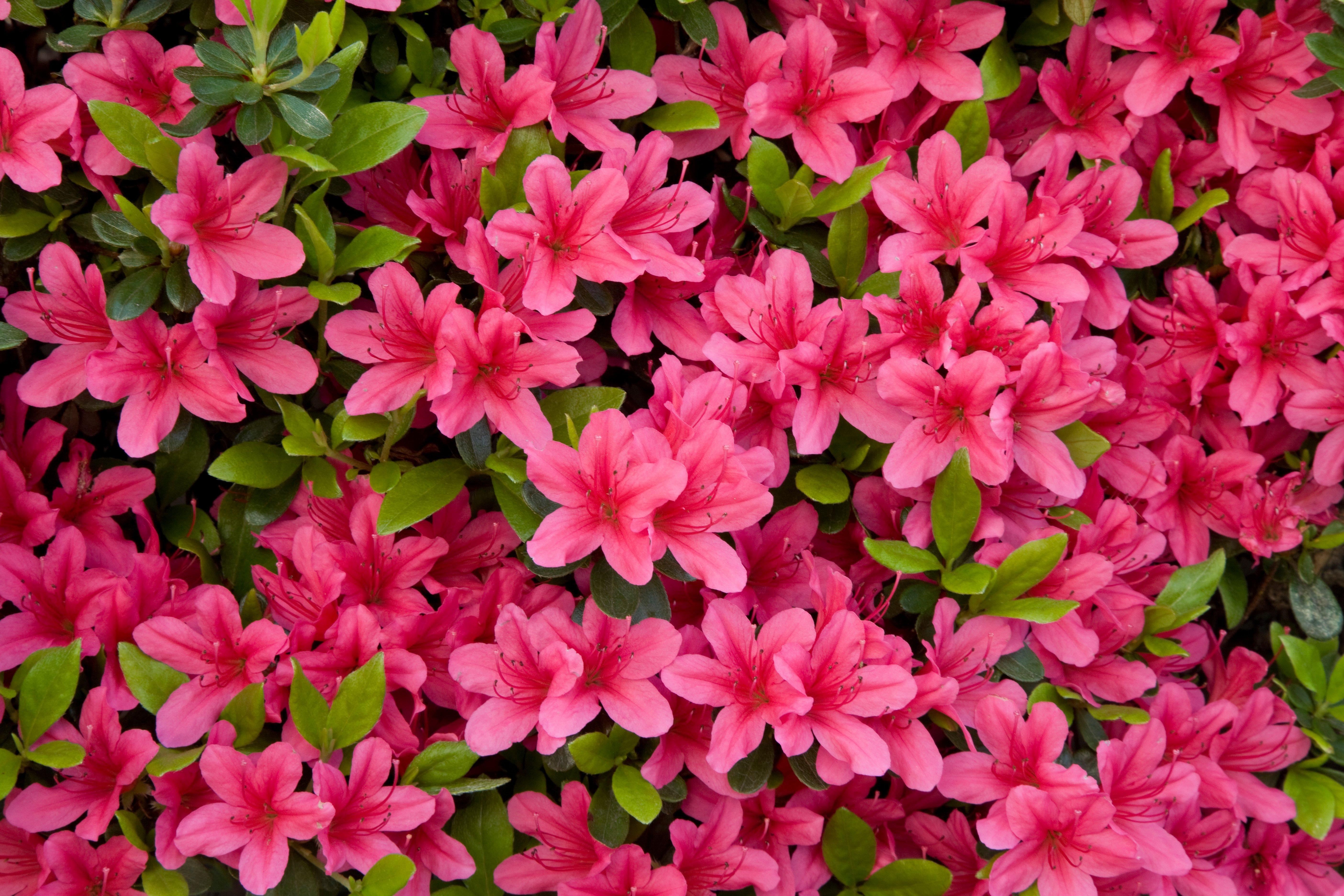 Group_of_bright_pink_azalea_with_leaves