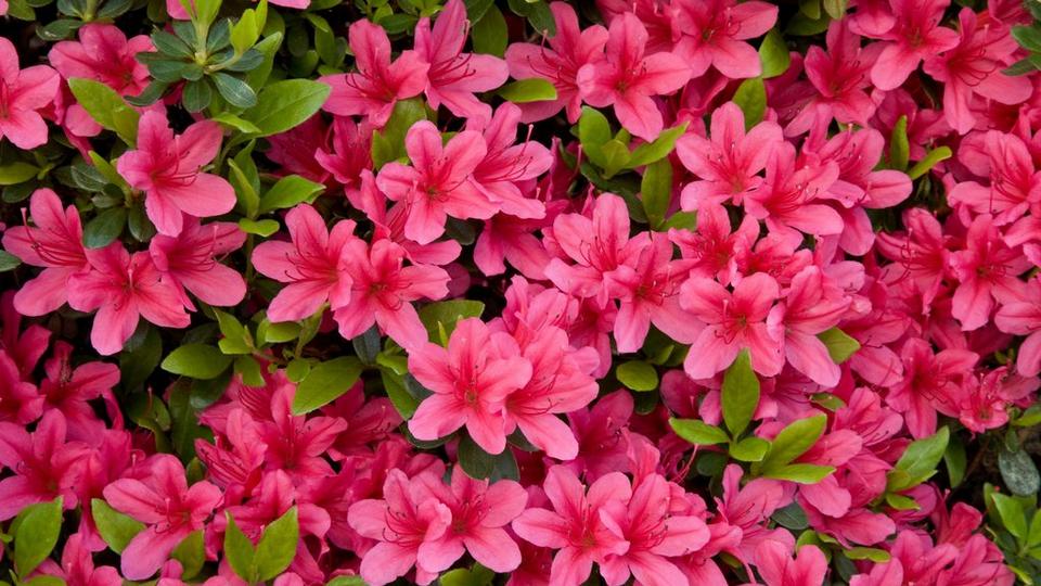 Group_of_bright_pink_azalea_with_leaves