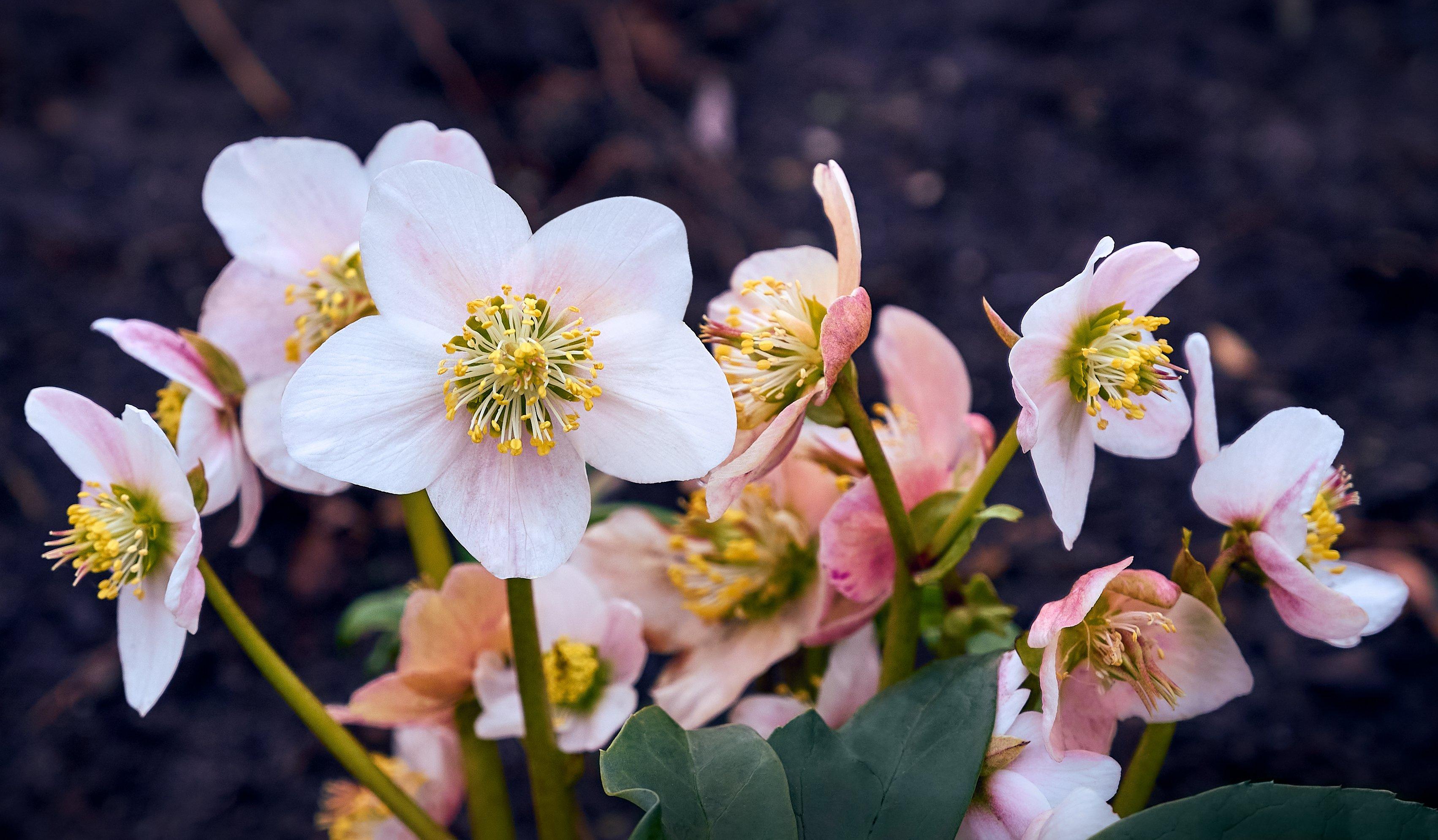 Group_of_light_pink_hellebores_dark_background