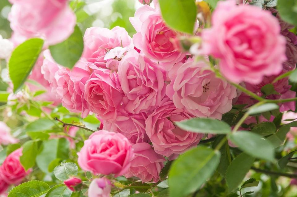 Group_of_pink_roses