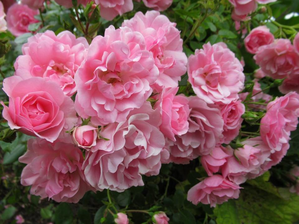 Group_of_pink_roses_in_full_bloom