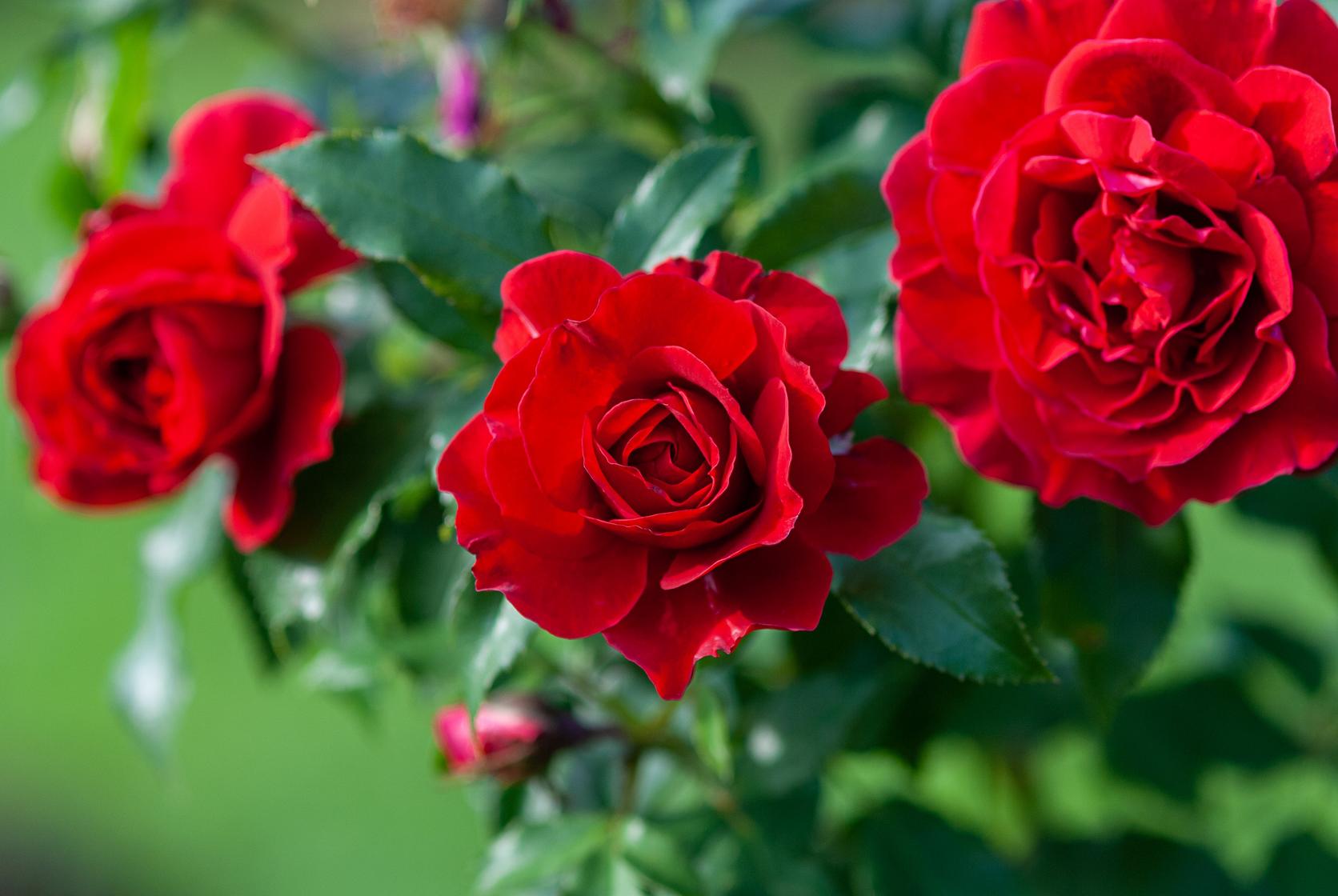 Group_of_red_roses