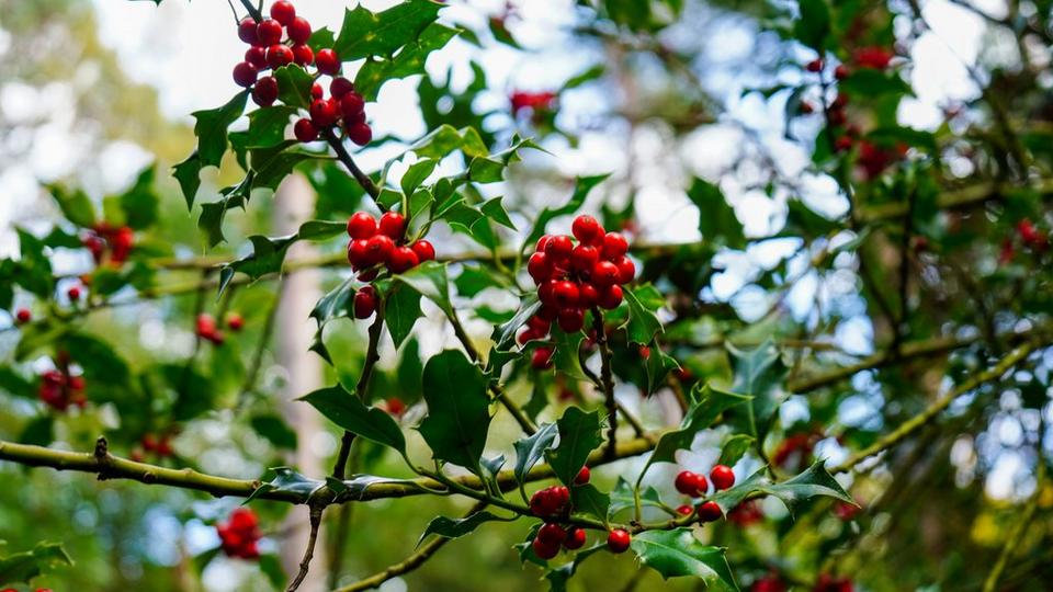 Groups_of_bright_red_berries_and_leaves_in_a_holly_bush