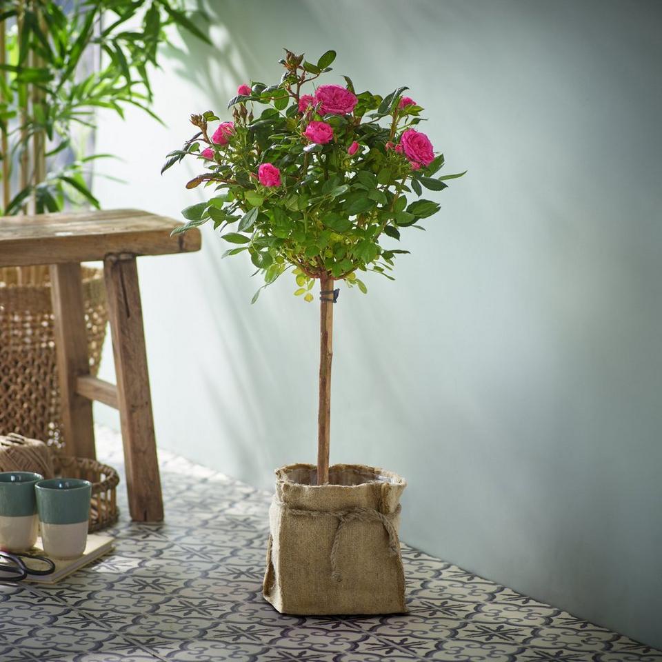 Summer 'Standard' Rose Tree