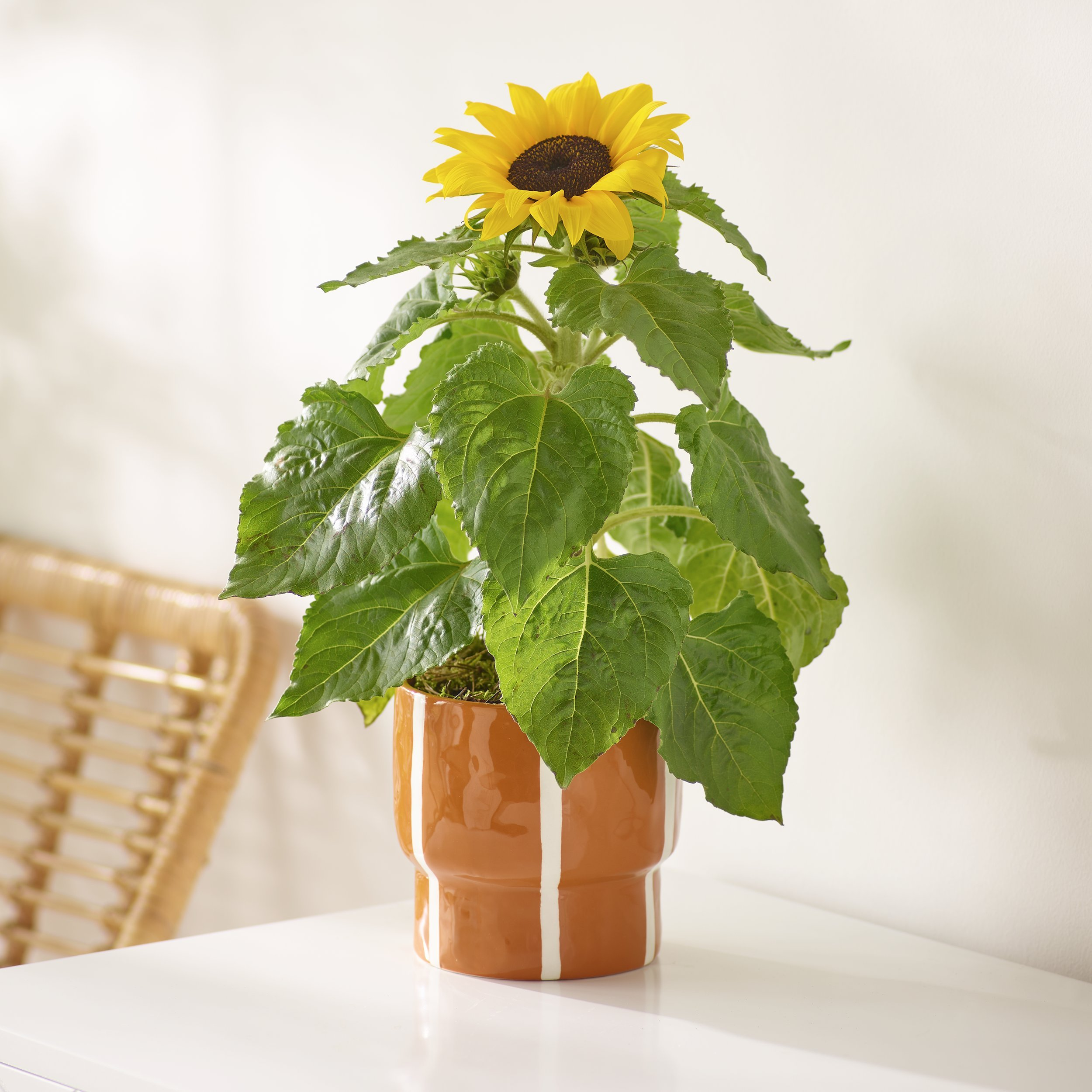 Click to view product details and reviews for Cheerful Sunflower Plant.
