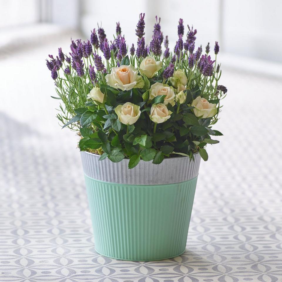 Soothing Outdoor Planter