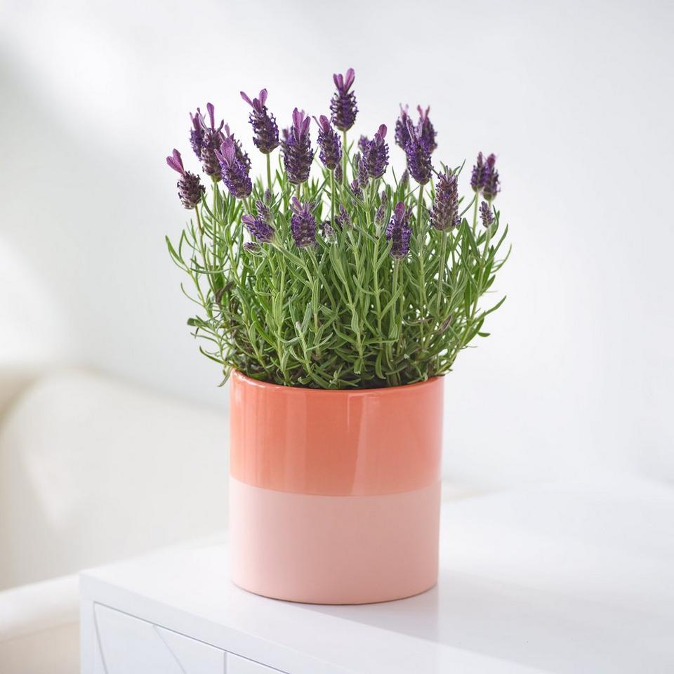 Lush Lavender Pot