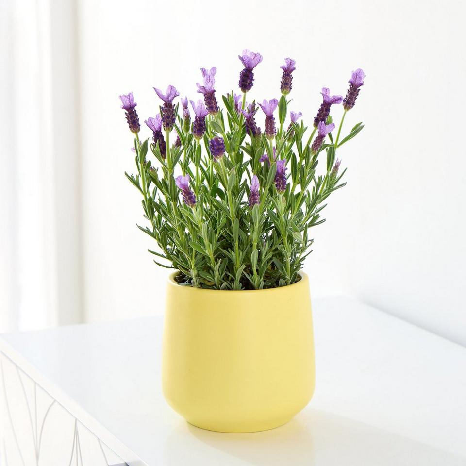 Lush Lavender Pot