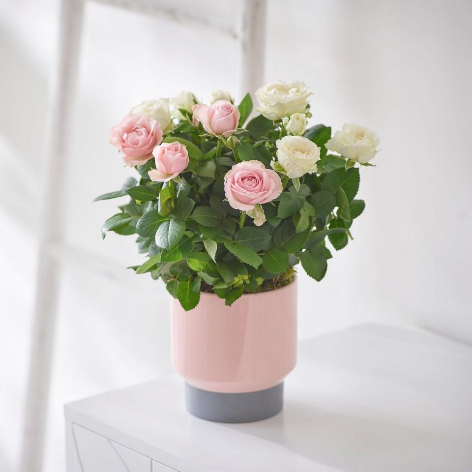 Pretty Pink & White Rose