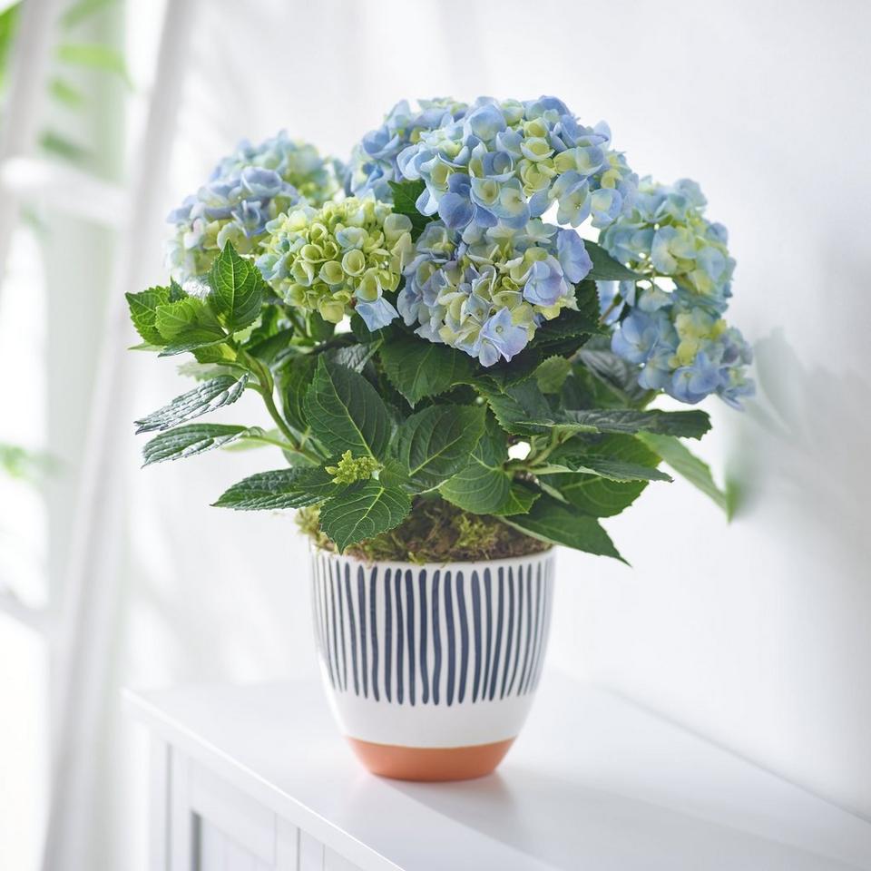 Happy Hydrangea