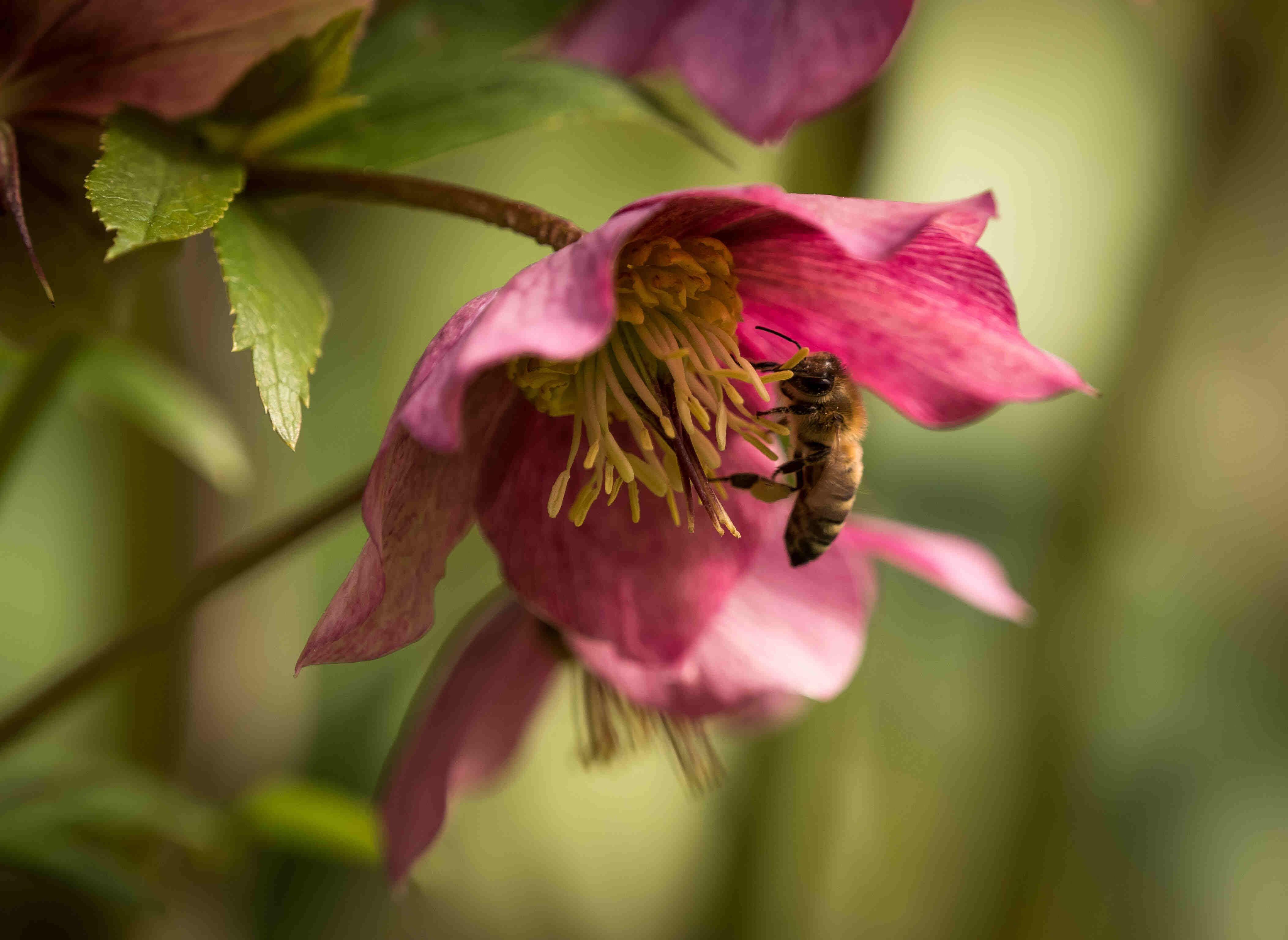 Hellebore_and_bee (1)