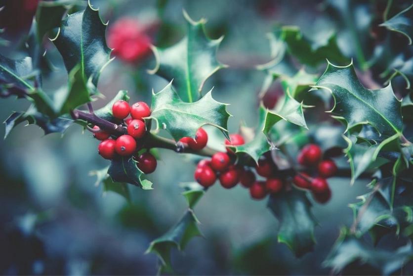 Holly-red-bush