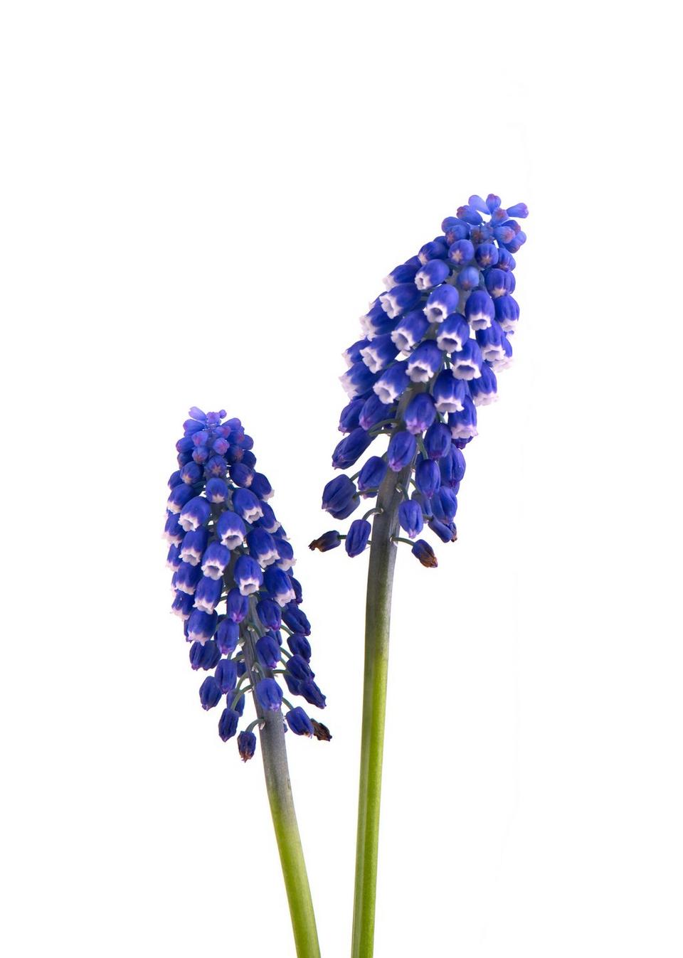 Hyacinth-blue-flower