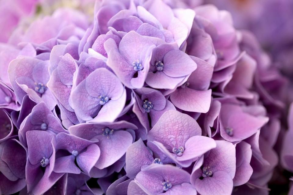 Hydrangea-purple-flower