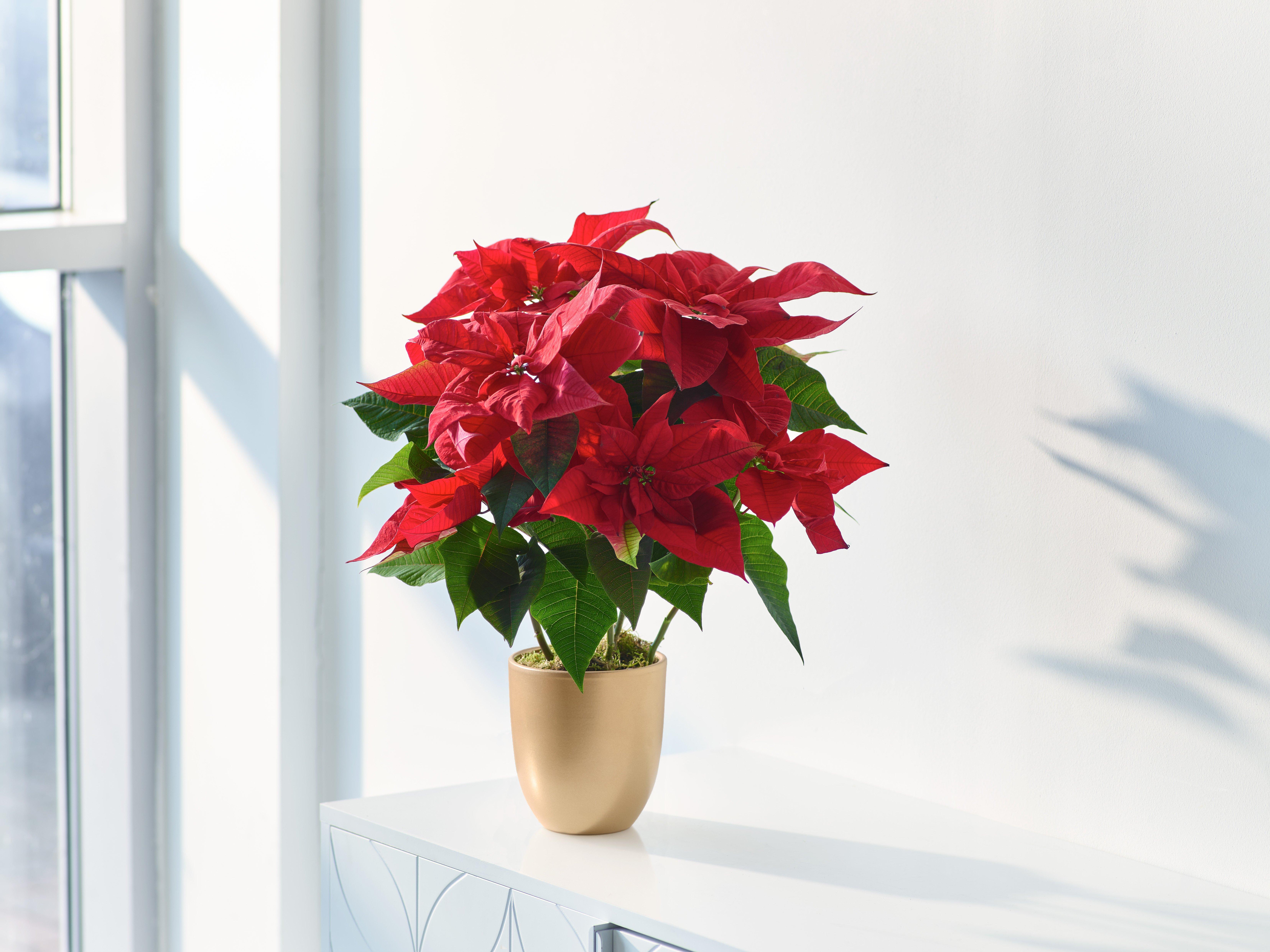 INTERFLORA141125-X91801RS(MAIN)