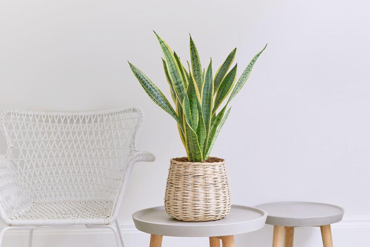 Inflo240717-C12561GS