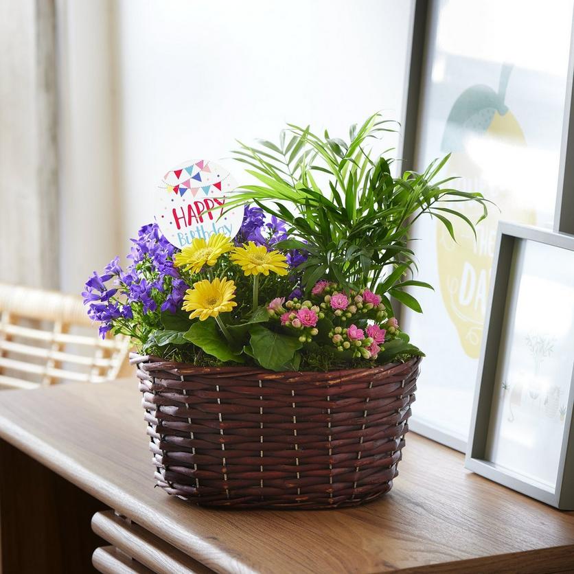 Interflora-birthday-vibrant-summer-planter