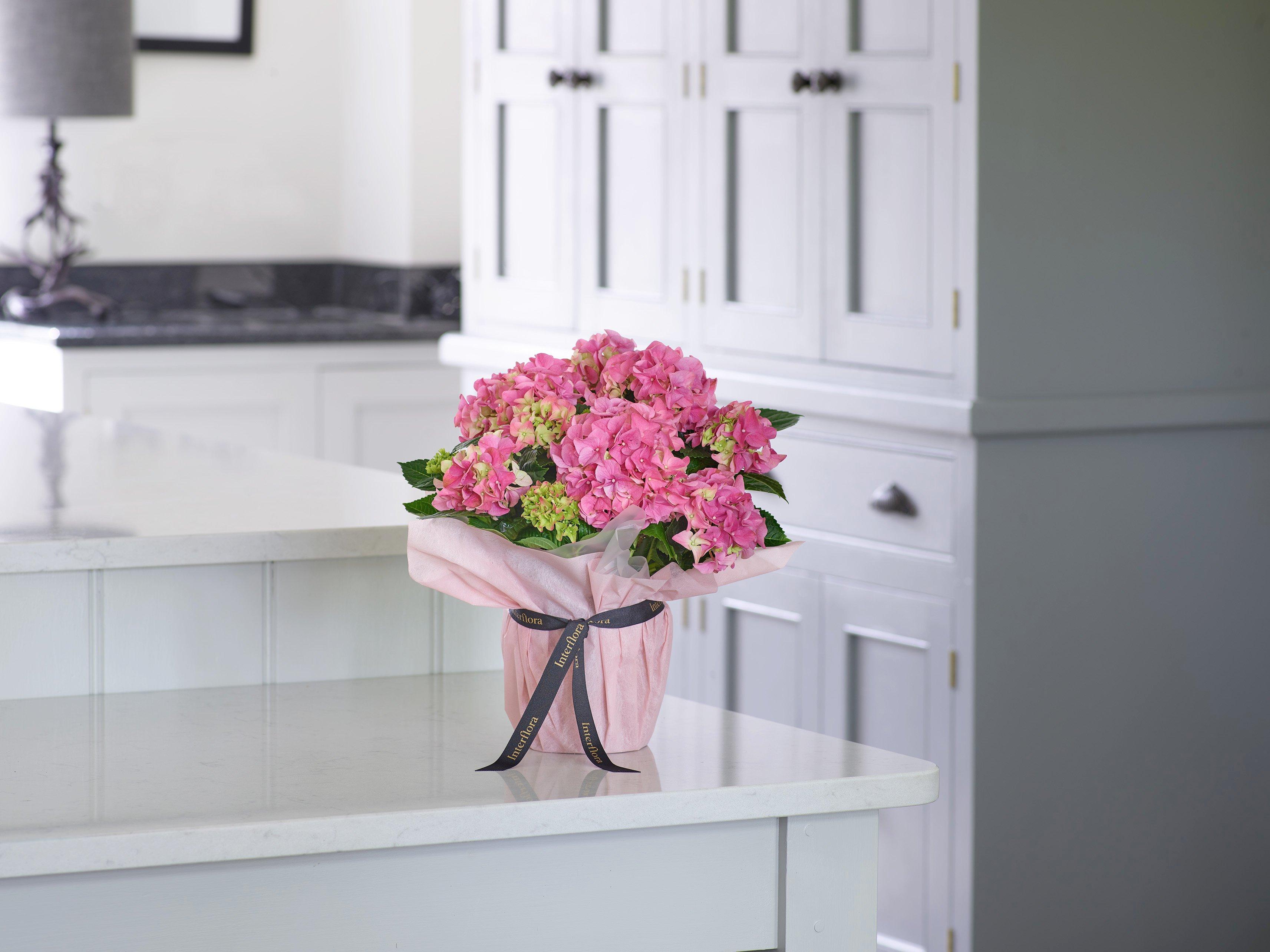 Interflora-plant-pink-gift-wrapped