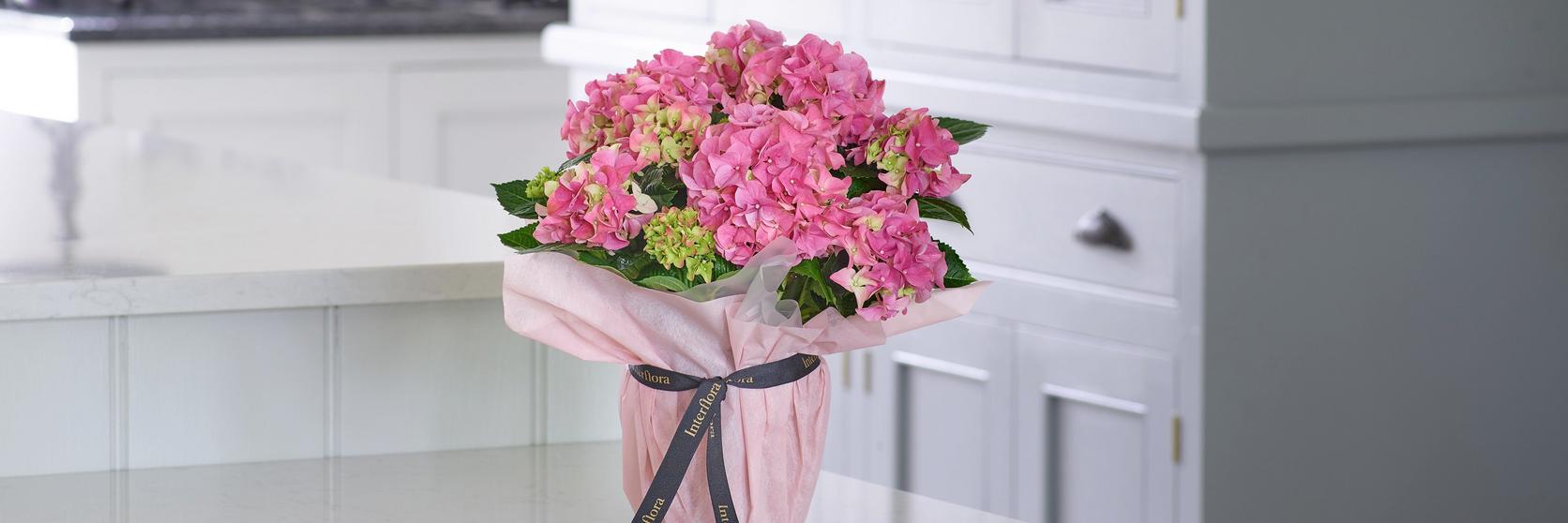 Interflora-plant-pink-gift-wrapped