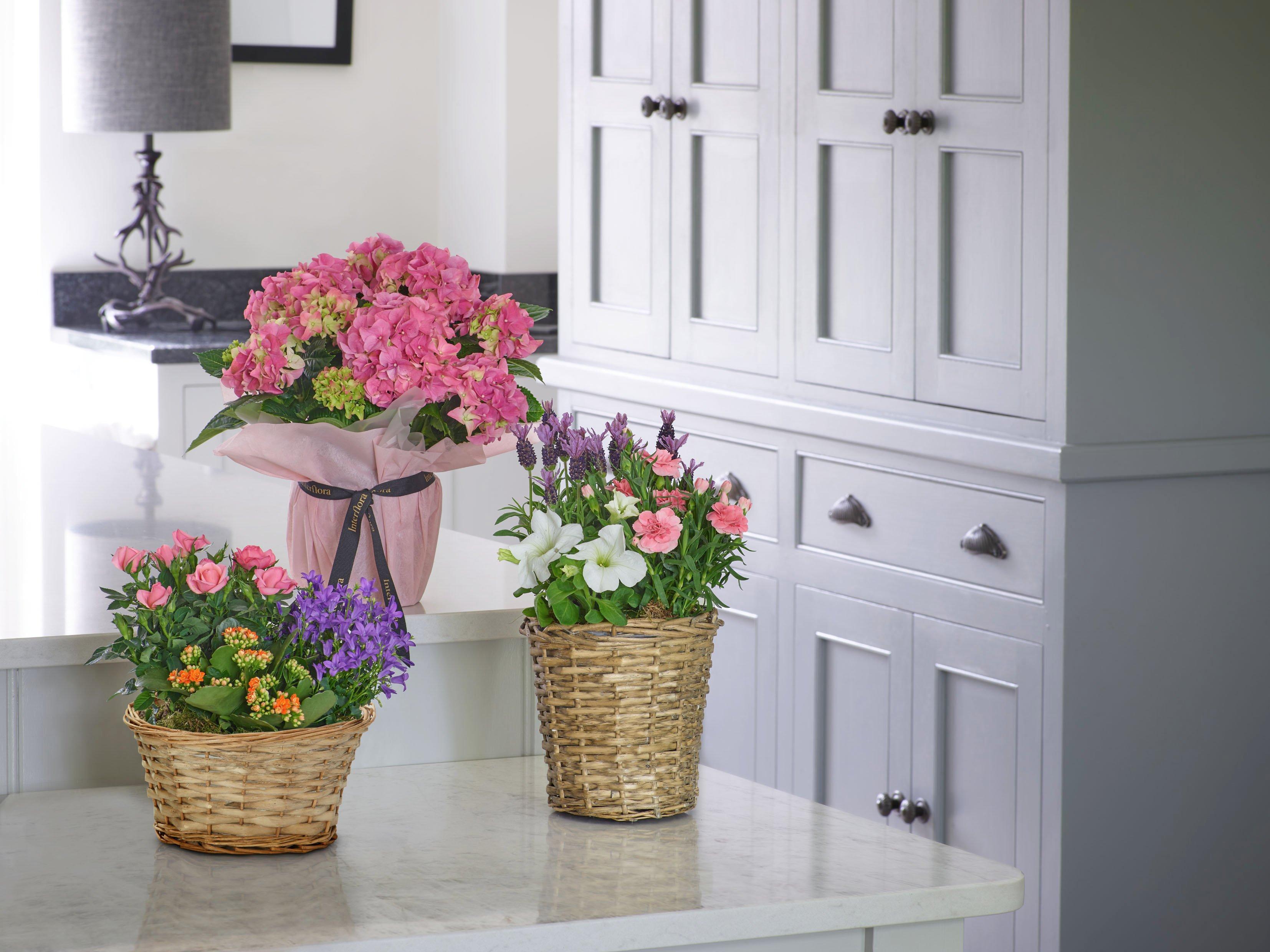 Interflora110521-89238(RETv2_A(F)