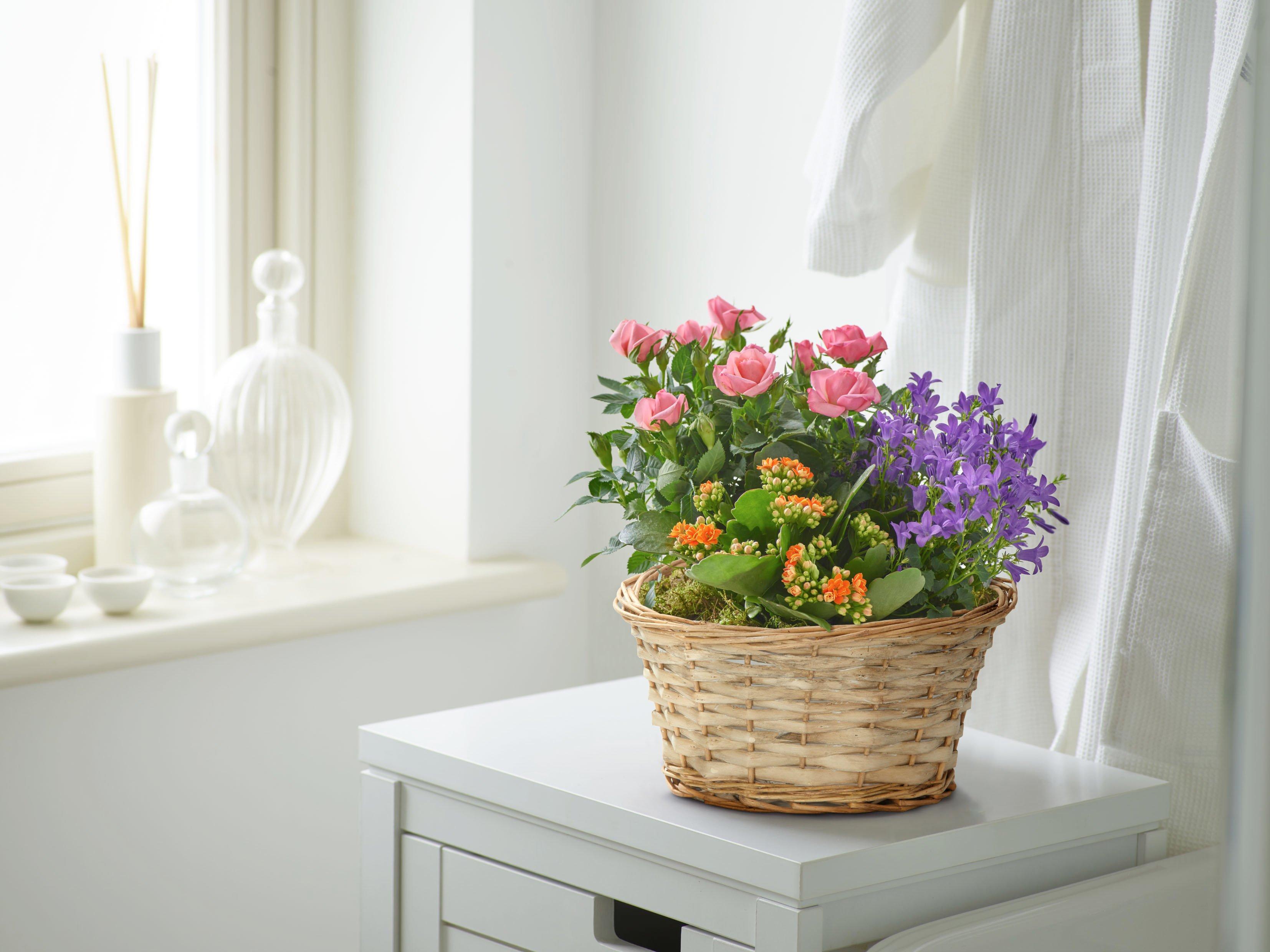 Interflora110521-89248(RET_A(L)