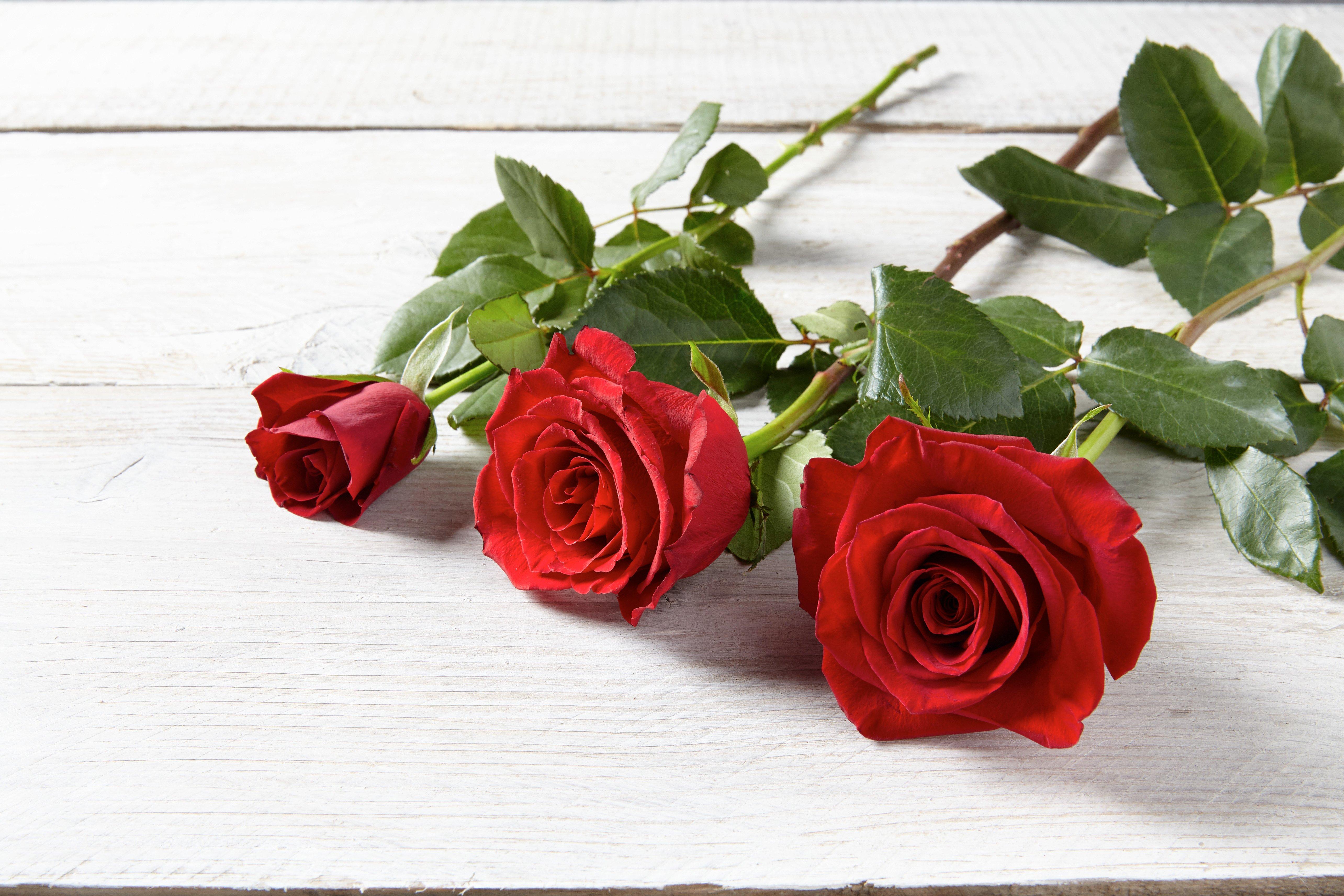 Interflora251119-All_Rose_Head_Scale(A)