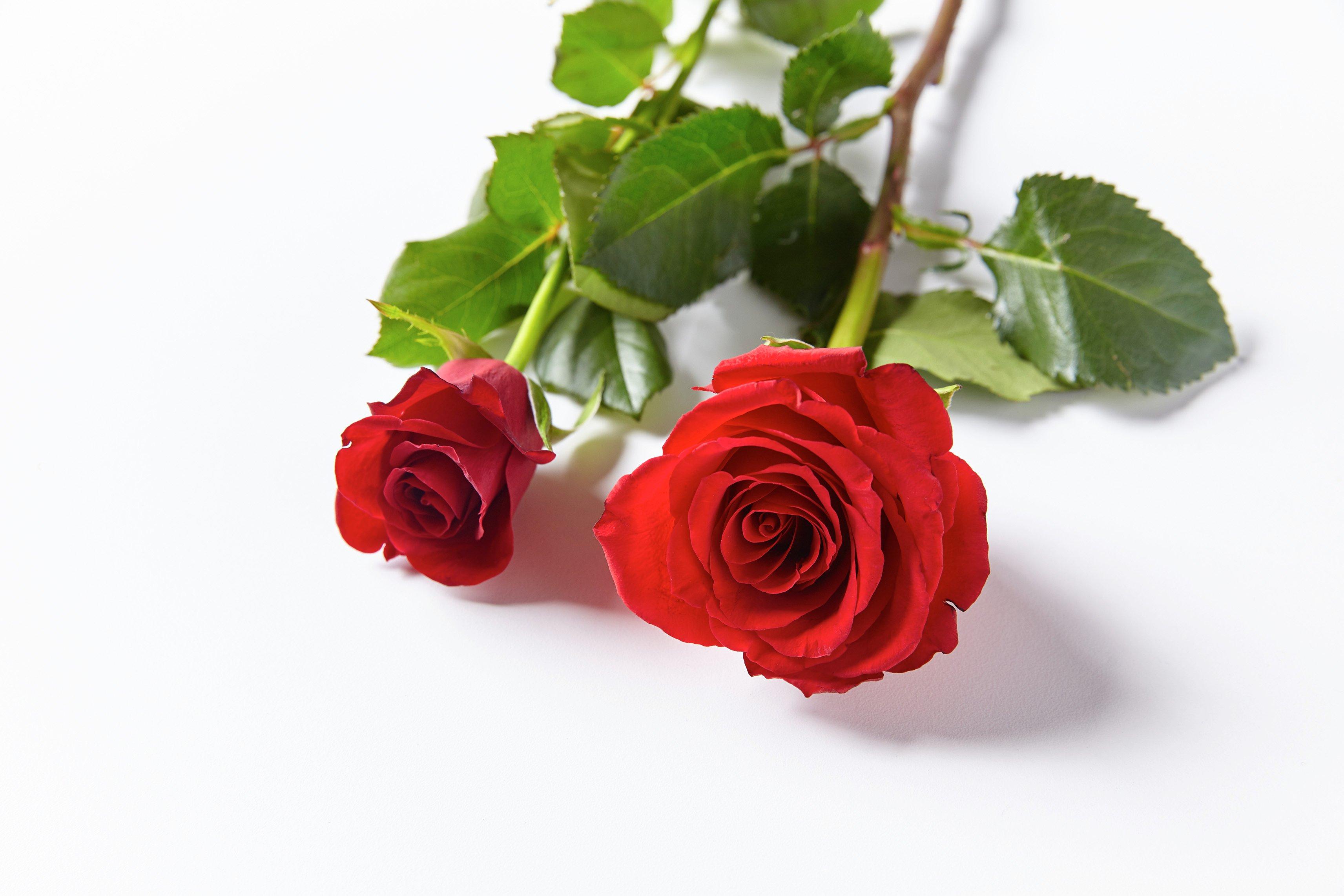 Interflora251119-FF_Rose_Head_Scale(B)