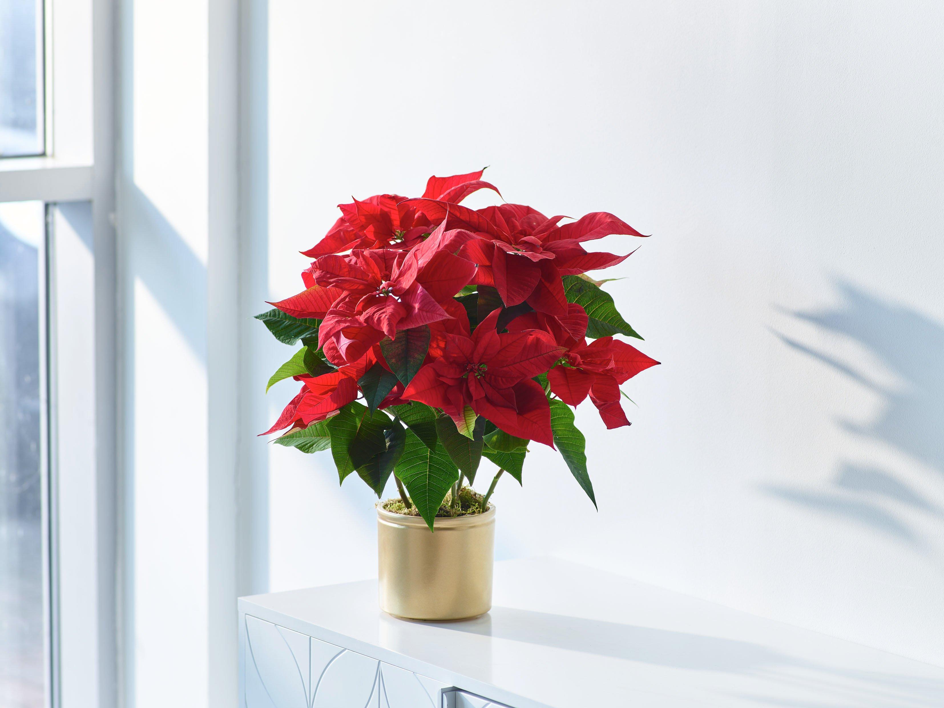 Interflora270125-X91801RS(MAIN)_1