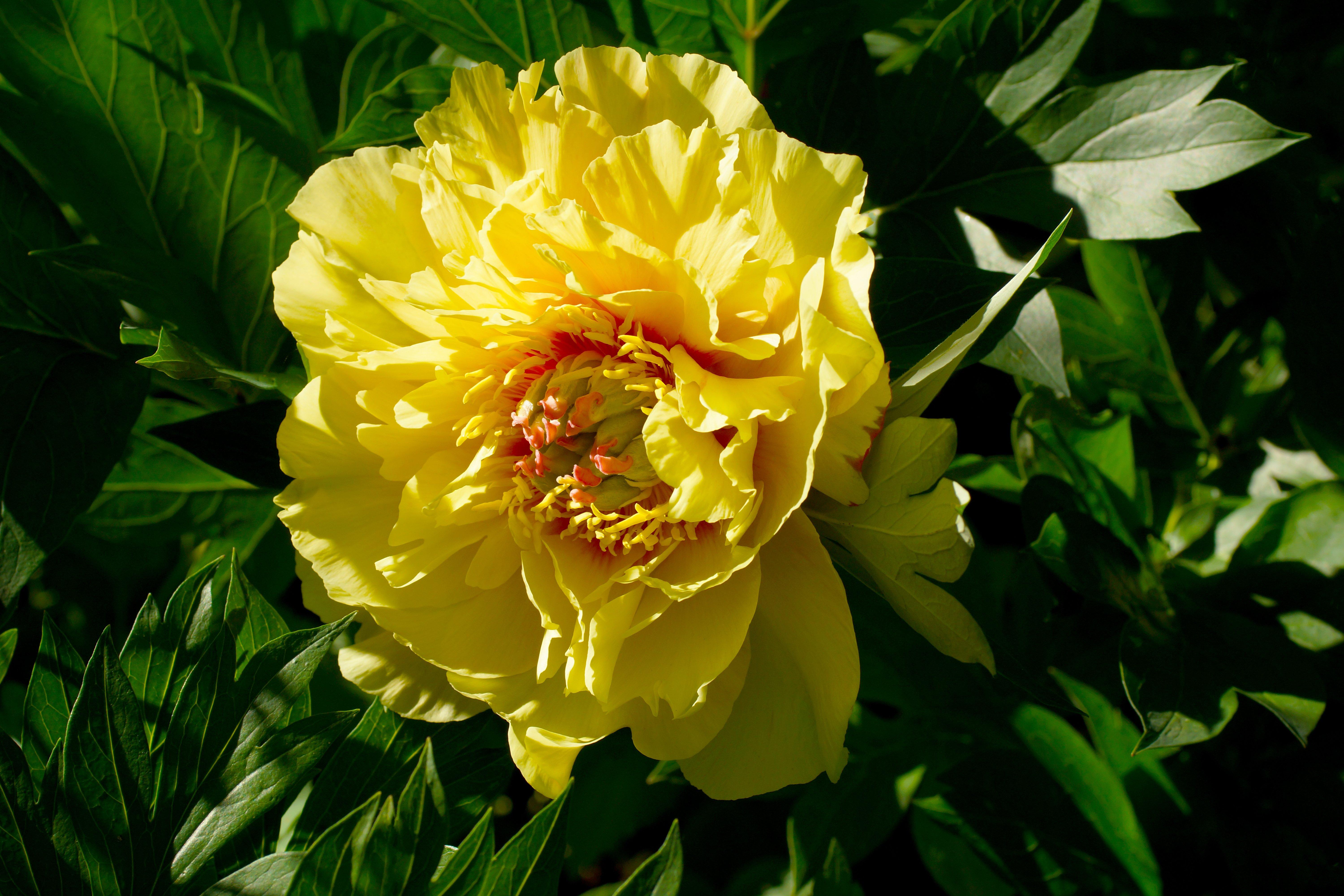 Intersectional-Peony