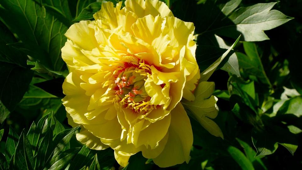 Intersectional-Peony