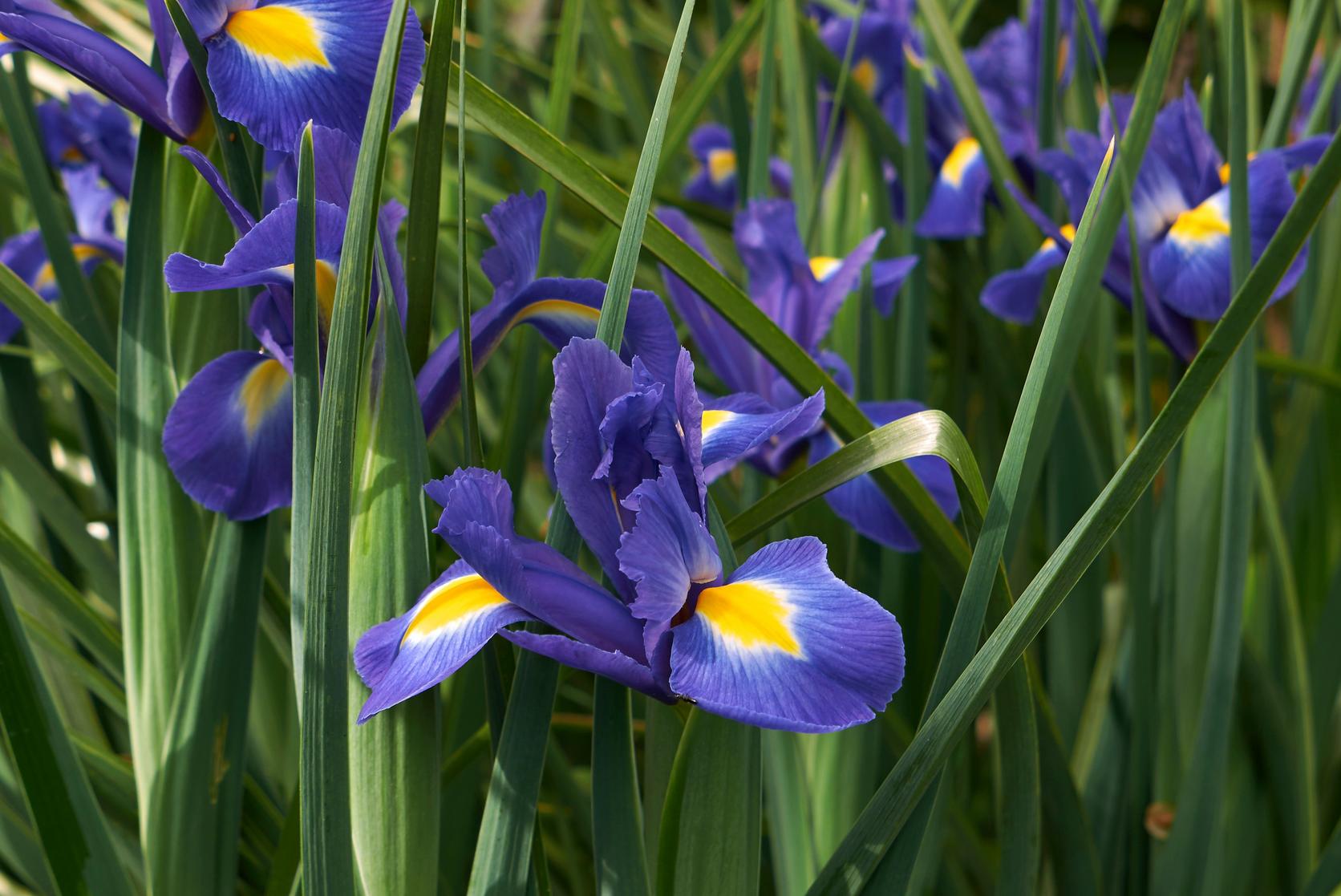 Iris-purple-flower