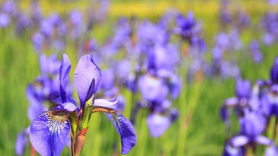 Iris-purple-flowers
