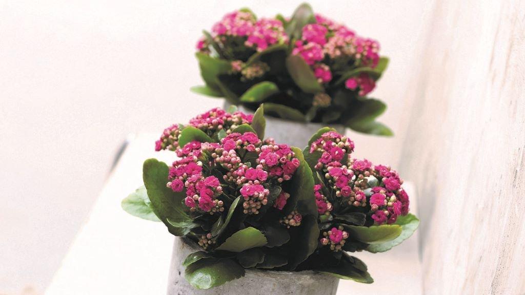 Kalachoe-pink-flowering-plant