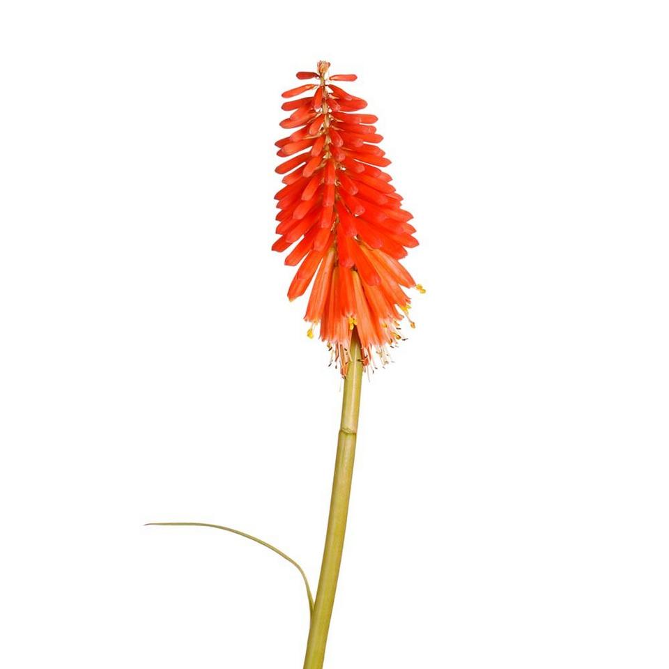 Kniphofia-red-exotic-flower