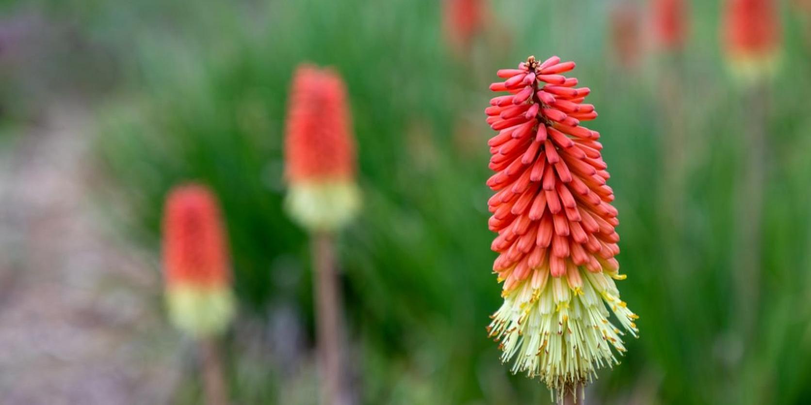 Kniphofia-red-green-flower