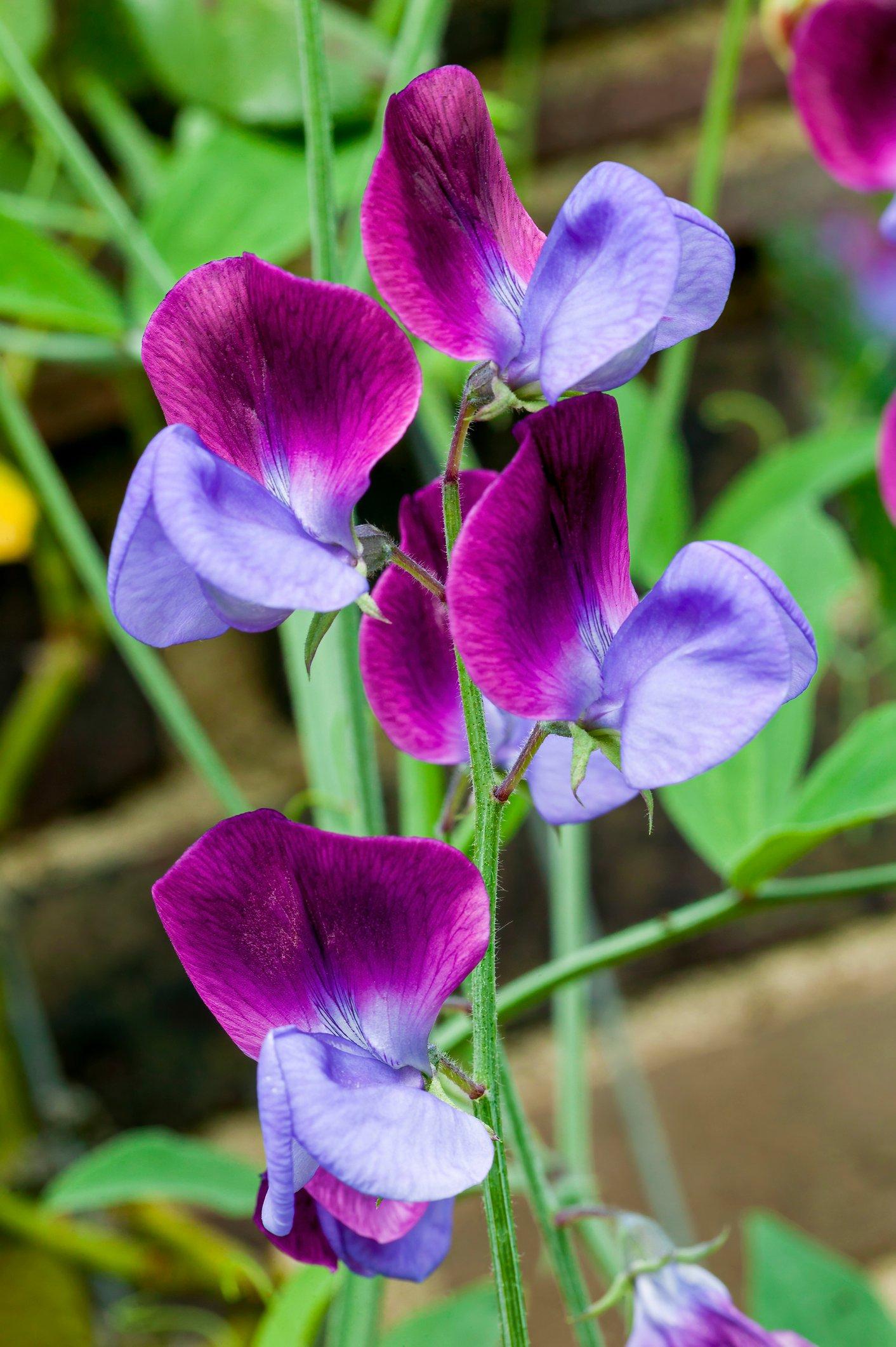Lathyrus-Odoratus-Matucana
