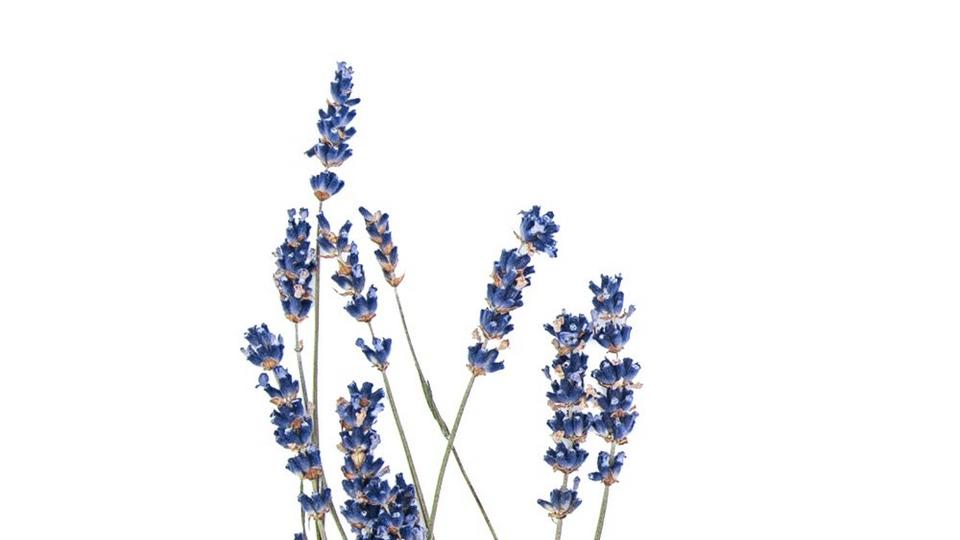 Lavender-blue-flowers