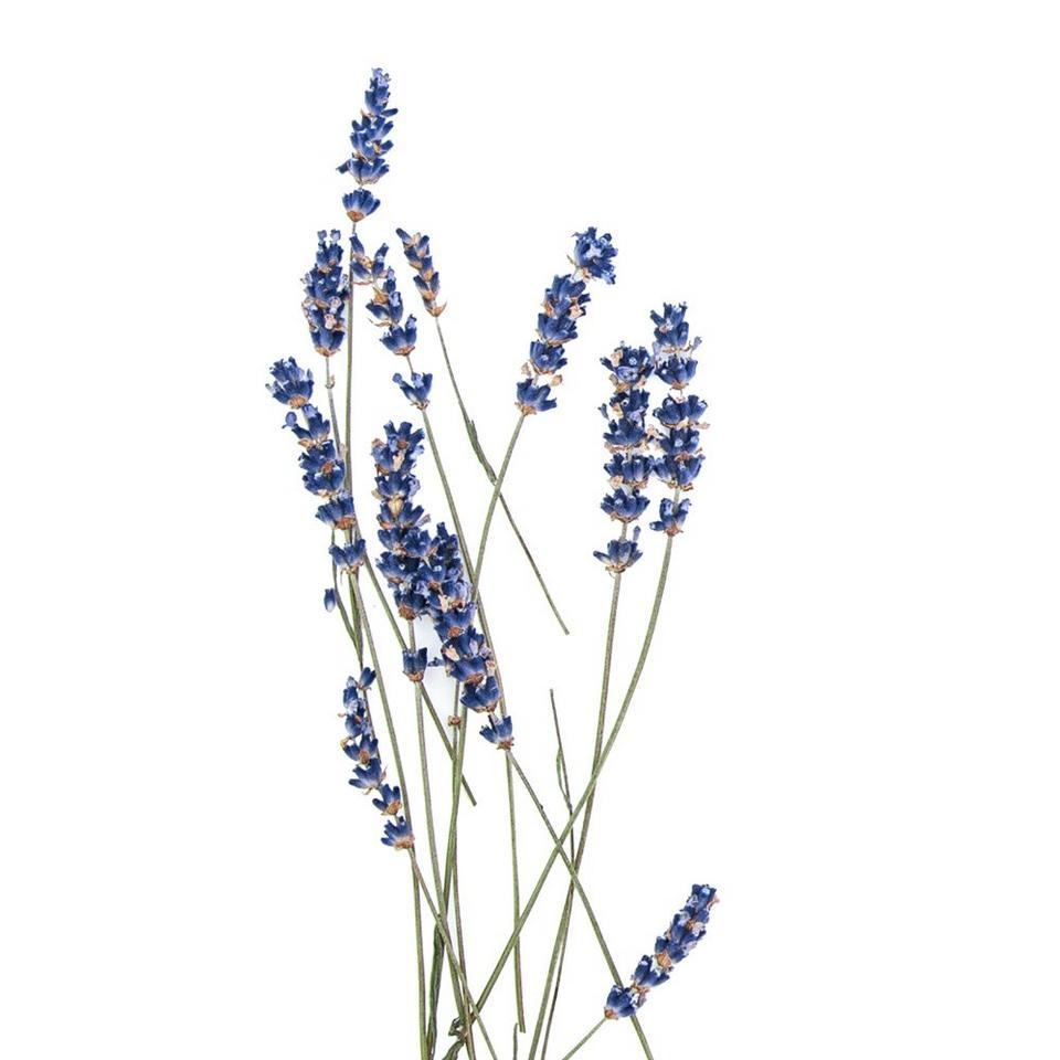 Lavender-blue-flowers