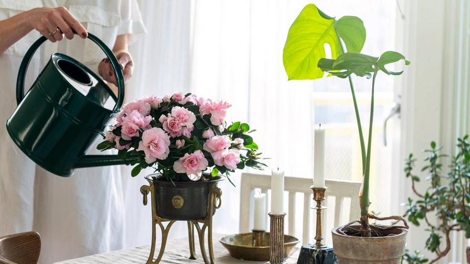 Light_pink_azalea_being_watered_in_a_black_pot