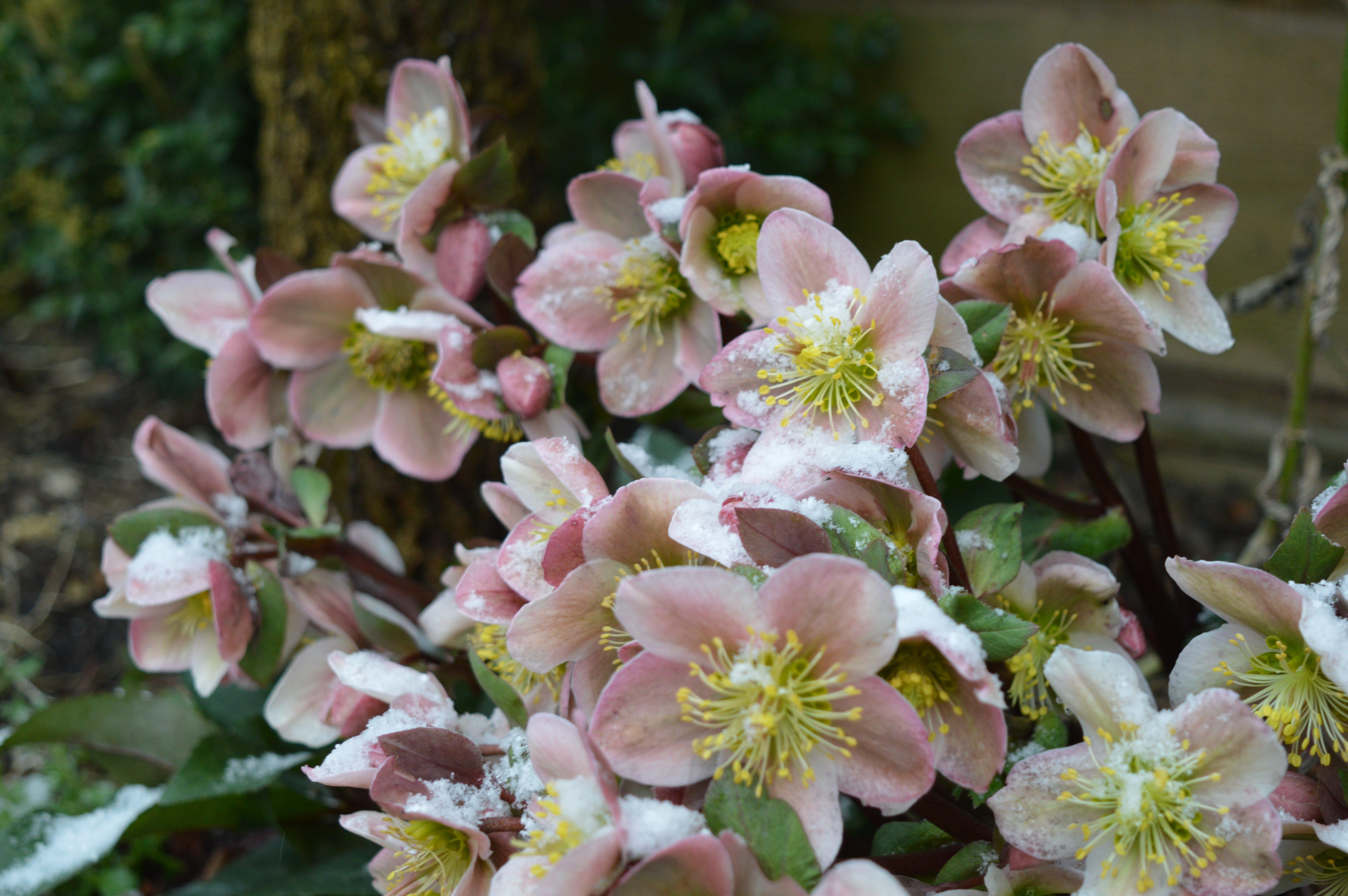 Light_pink_hellebores_in_snow