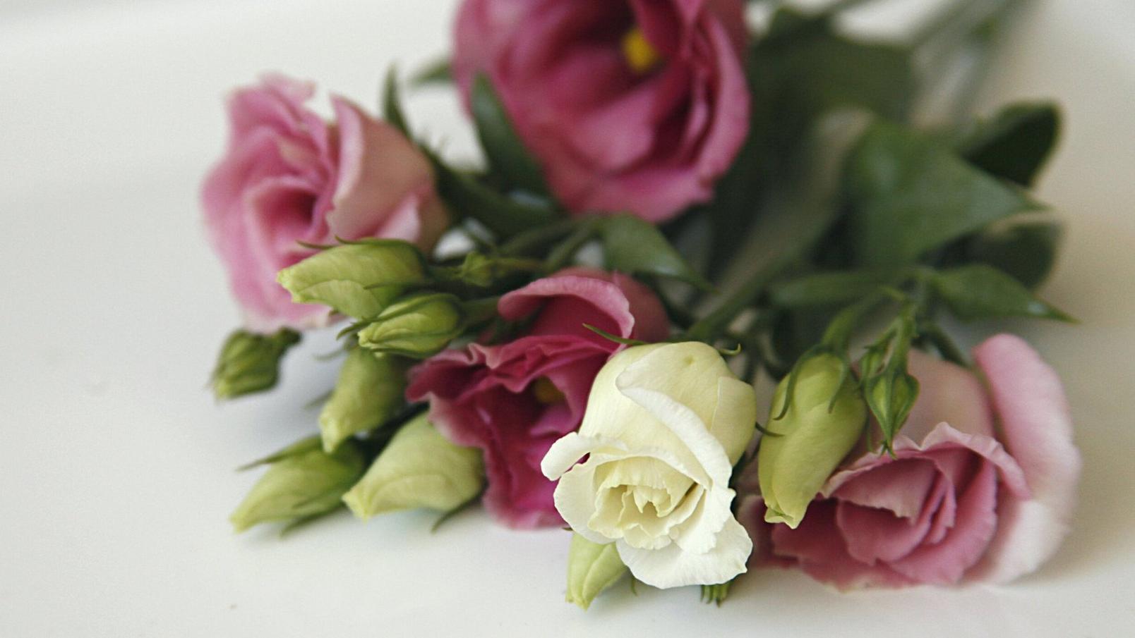 Lisianthus-white-pink-flowers