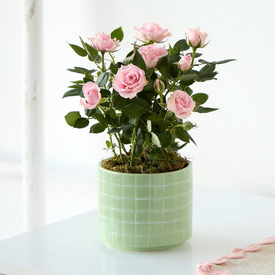 Mother's Day Pink Rose