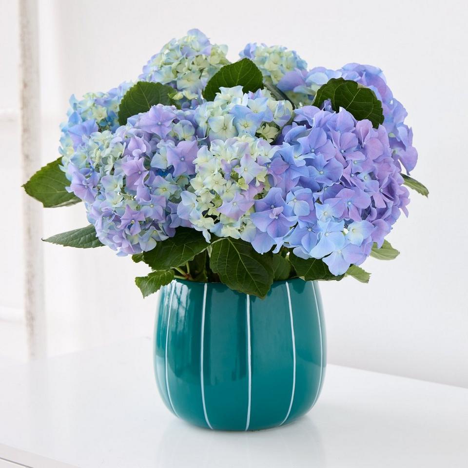 Mum's Beautiful Blue Hydrangea