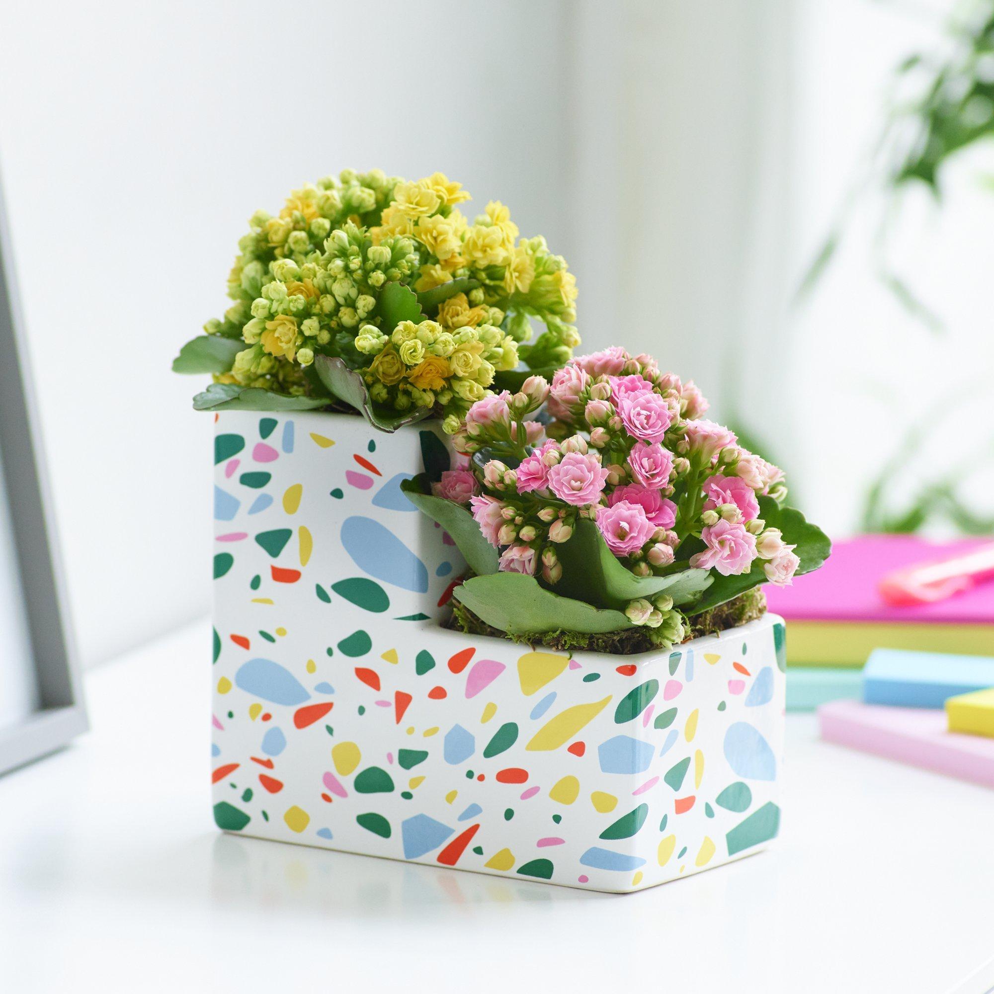 Shop plant gifts, vouchers and subscription online | Bloombox Club UK –  Page 4