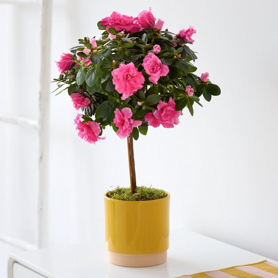 Mum's Amazing Azalea