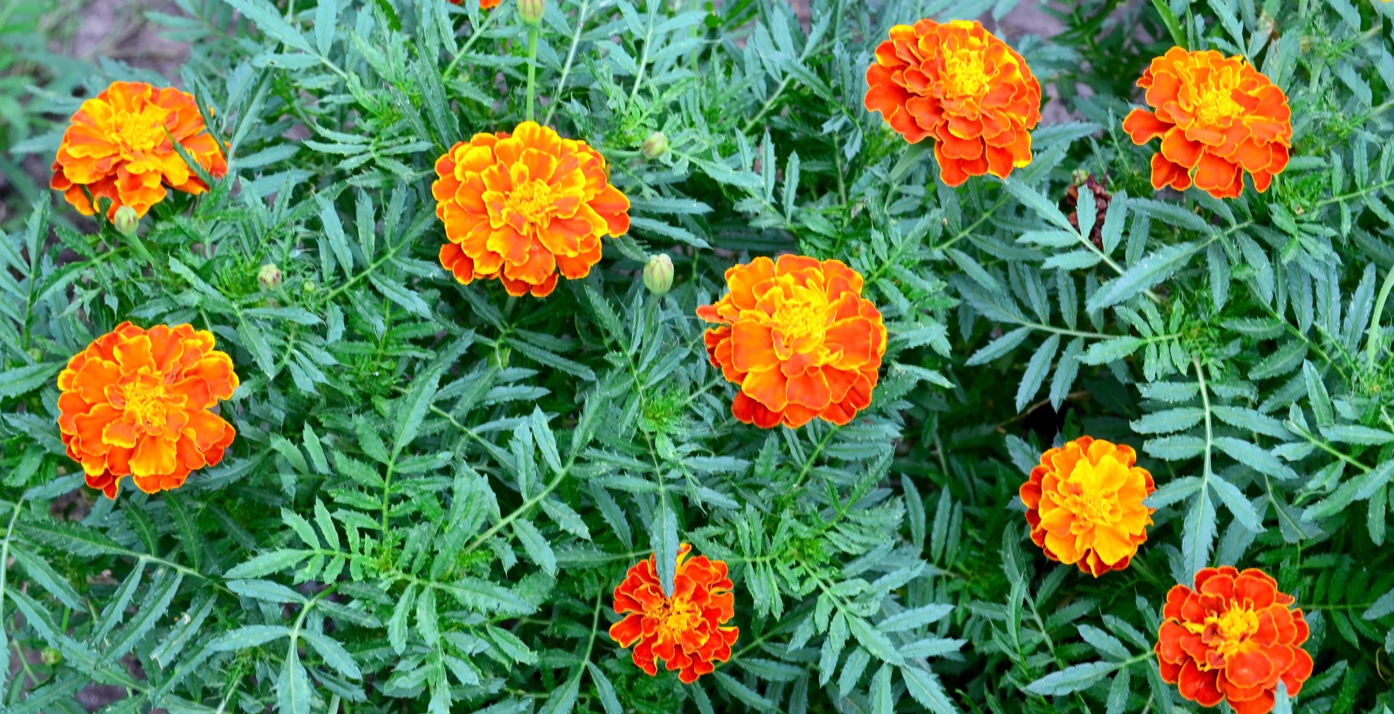 Marigolds -2