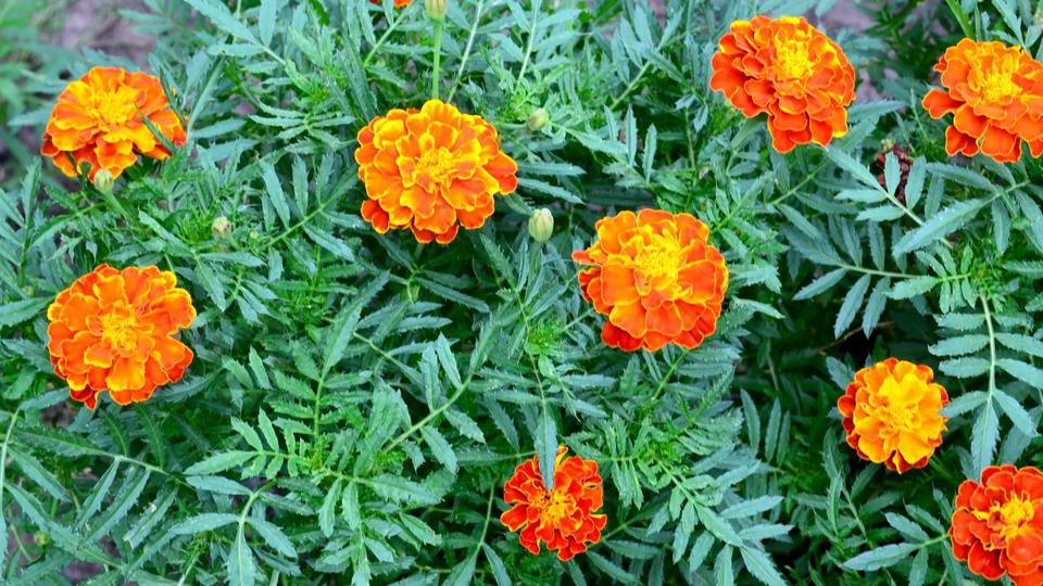 Marigolds -2