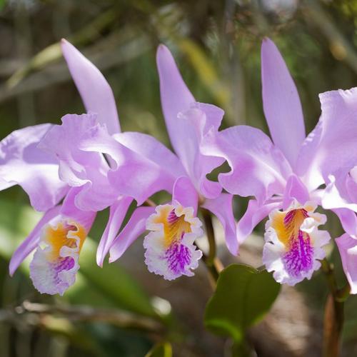 Orchid Cattleya Mossiae