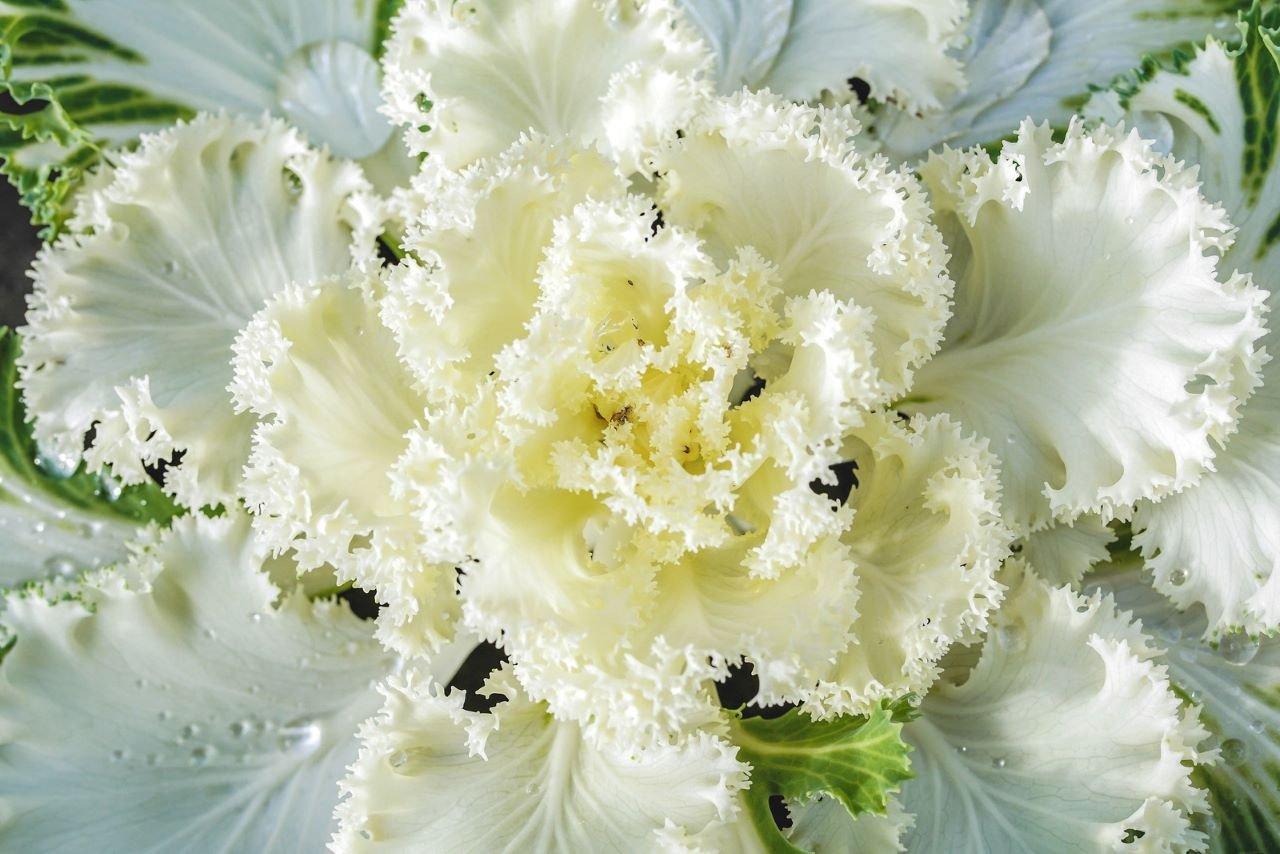 Ornamental Cabbage