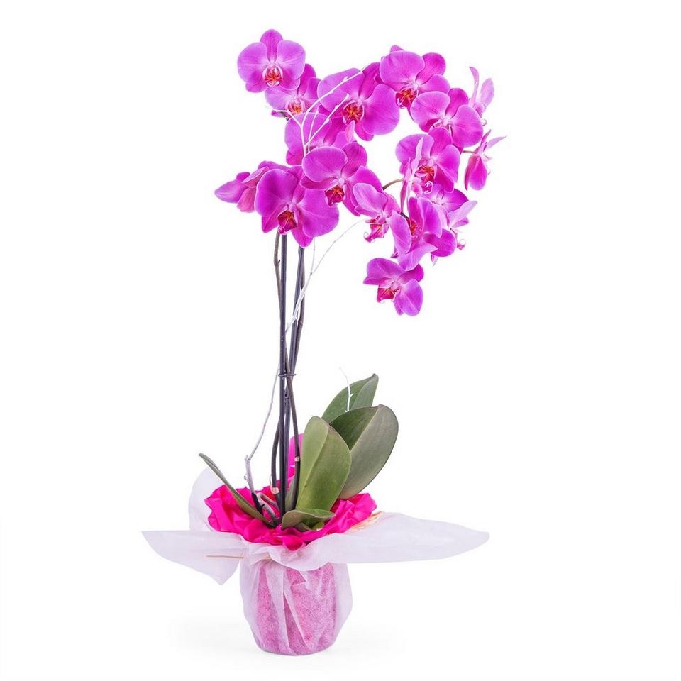 Image 1 of 1 of Orchid Plant